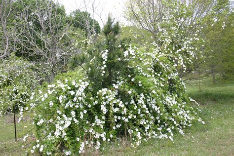 Cherokee Rose – History | Walter Reeves: The Georgia Gardener