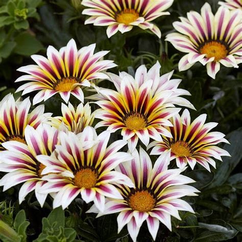 Mixed Gazania Flower Seeds, Flower Seeds#101 – Mays Garden Seed