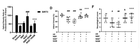 Researchers Demonstrate NAD+ Can Help with Stroke Recovery