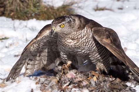 Northern Goshawk Eating after Hunting Stock Image - Image of outdoor, quail: 70679905