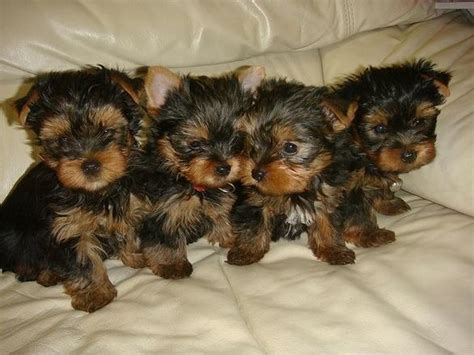 angelic teacup Yorkie puppies for new homes. for Sale in Las Vegas, Nevada Classified ...