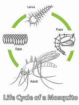 8 High Detailed Mosquito Drawing And Clipart Pages  Coloring sketch template