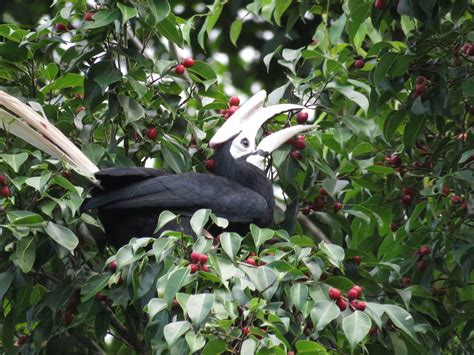 Palawan-Hornbill-male_Indira-Widmann