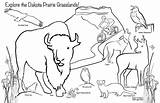 Illustration And Graphic Design Of Coloring Page For USFS/DNR Park  sketch template