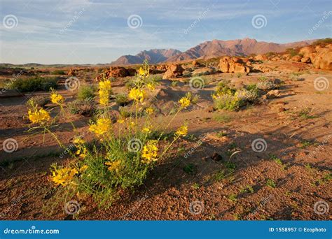 Desert Landscape, Brandberg Mountain, Namibia Stock Image - Image of ...