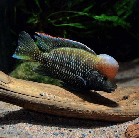 Pin by Levi Morris on cichlids | African cichlids, Cichlids, Freshwater aquarium fish