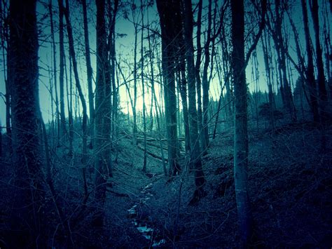 Dark Forest Landscape image - Free stock photo - Public Domain photo - CC0 Images