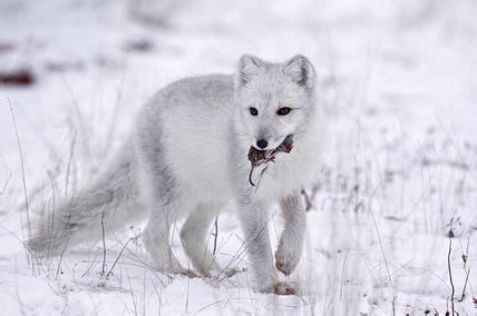 About - Arctic Fox