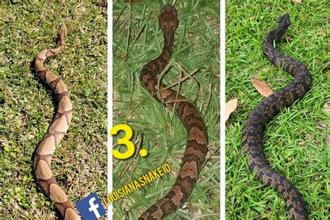 Can You Tell Which of These Snakes is Venomous Enough to Kill a Human? - Newsweek