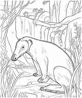 Anteater In The Wild coloring page 25535943 Vector Art At Vecteezy sketch template