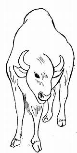 Water Buffalo Coloring Page sketch template