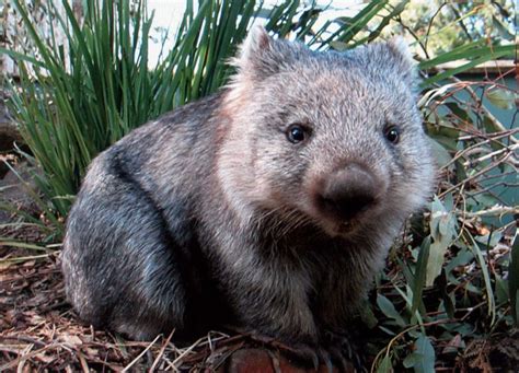 Endangered Australian Species Series - The Northern Hairy-nosed Wombat 📽 📽 📽