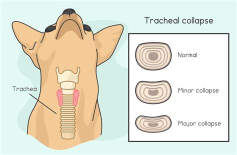 Tracheal Collapse in Dogs - Dunedin Animal Medical Center