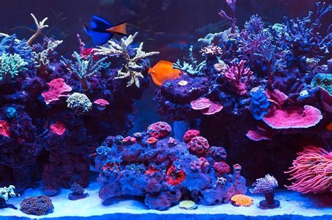 How To Start Marine Tank - Theatrecouple12