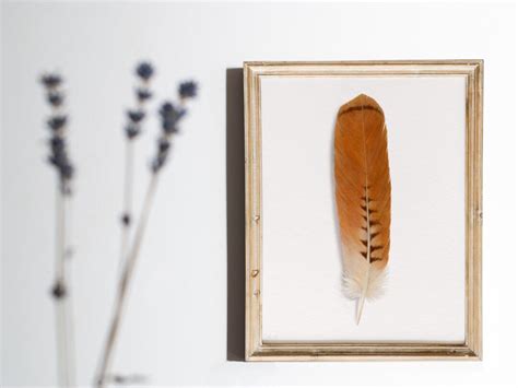 Red Tailed Hawk Art Feather Decor Print, Hawk Feather Natural Boho Wall ...