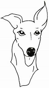 Greyhound Face Coloring Pages sketch template