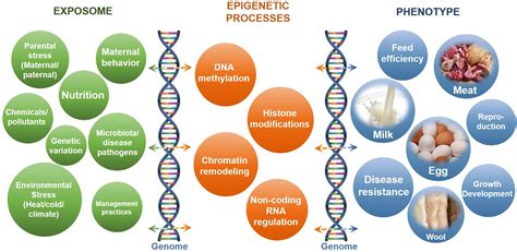 Epigenetics Vs Genetics