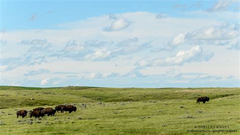 Prairie Nature: Bison in Grasslands National Park, Saskatchewan