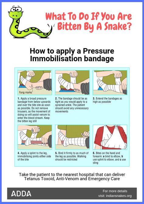 How To Avoid A Snake Attack - Snake Poin