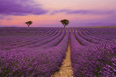 Purple Lavender Field At Sunset - Stock Photos | Motion Array