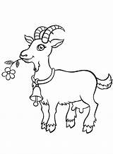 Mais de 50 Páginas cabras Para Colorir  PDF JPG PNG E sketch template