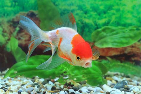 Oranda Goldfish: The Complete Care And Breeding Guide - Fishkeepingfans.com