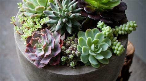 26 Best Succulents for Your Office | Succulents, Plants, Balcony garden