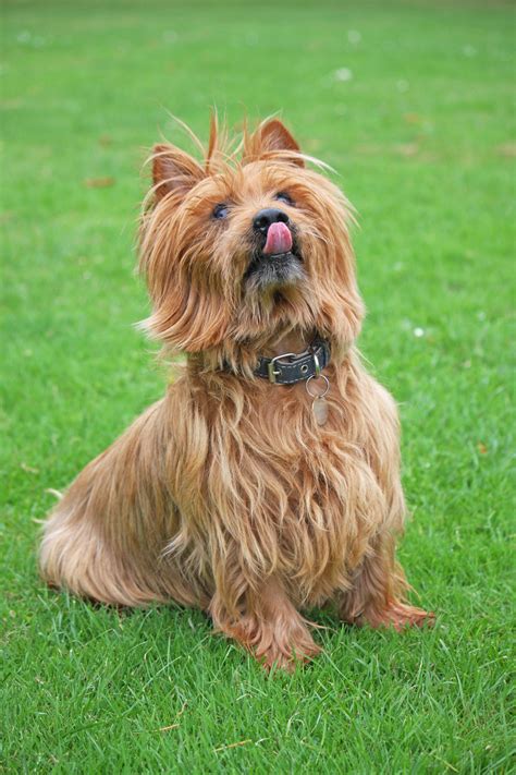 Cute Dog Licking Lips Free Stock Photo - Public Domain Pictures