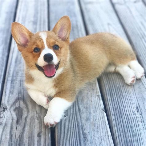 Photos and Fun Facts About Adorable Baby Corgis