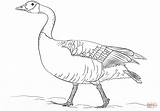 Goose Coloring Page  Tobanga Colors sketch template