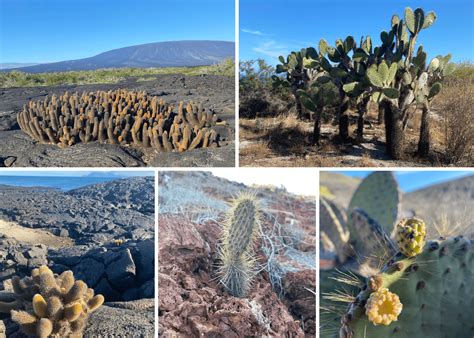 Galapagos Islands – An Adventure of a Lifetime - Big Rock Travel | Boutique travel agency for ...