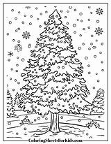 Pine Tree Coloring Pages Free Downloads  Sheets For Kids sketch template