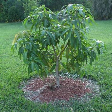 Zomoloco_Mango Plant-Mankurad Mango Hybrid Plant For Outdoor Garden : Amazon.in: Garden & Outdoors