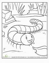 Millipede Coloring Pages sketch template