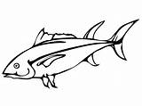 Atlantic Bluefin Tuna Coloring Page  Free Printable Pages For sketch template
