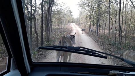 Hazaribagh Wildlife Sanctuary Tour - YouTube