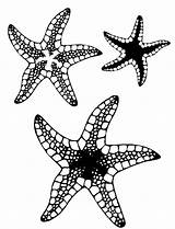 Free Printable Starfish Coloring Pages For Kids sketch template