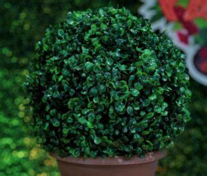 Is Boxwood Poisonous to Dogs? Is Boxwood Toxic to Dogs? [Answered]