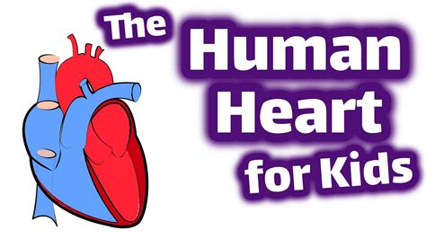 Human Heart Pictures For Kids