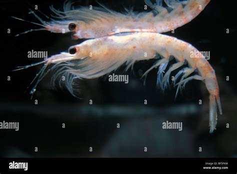 Krill hi-res stock photography and images - Alamy