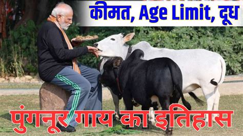 Punganur Cow: पुंगनूर गाय का इतिहास क्या हैं, कहाँ से खरीदे पुंगनूर गाय Price, Milk कितनी होती हैं