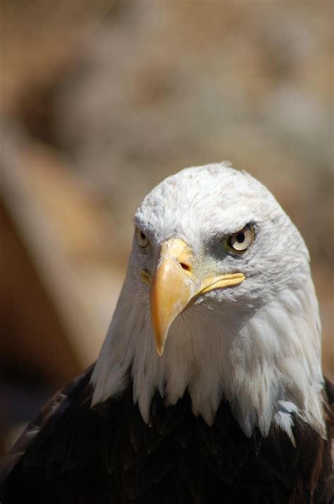 Free Images : wing, wildlife, beak, fauna, bird of prey, bald eagle, close up, vertebrate ...