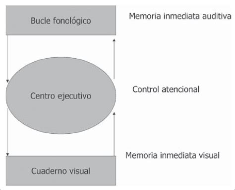 Modelo de memoria de trabajo, propuesto por Baddeley y Hitch (1974). | Download Scientific Diagram