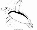 Gentoo Penguin Swimming Coloring Page For Kids  Free Penguins sketch template