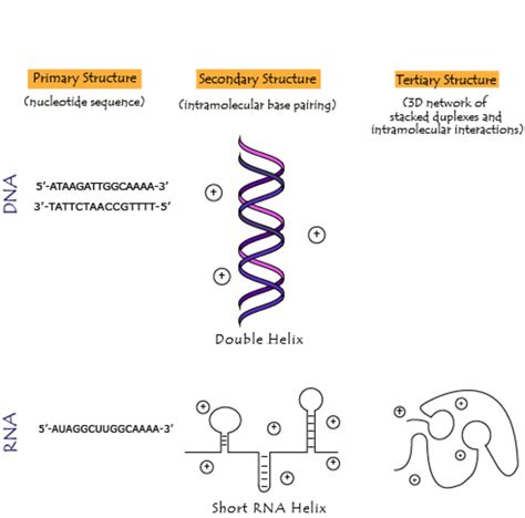 Tertiary Structure Of Rna