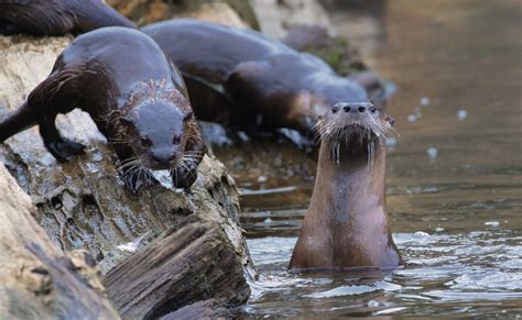 family of River Otters – Mendonoma Sightings