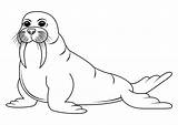 Black And White walrus Cartoon Character Vector Coloring Page Of  sketch template