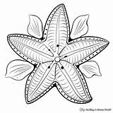 Starfish Coloring Pages  Free & Printable sketch template