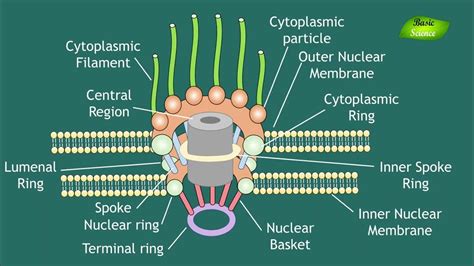 Nuclear Pore Complex | Cell biology Animations | Nucleus Animation | Basic Science Series - YouTube