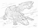 Two American Alligators coloring Page  Free Printable Coloring Pages sketch template